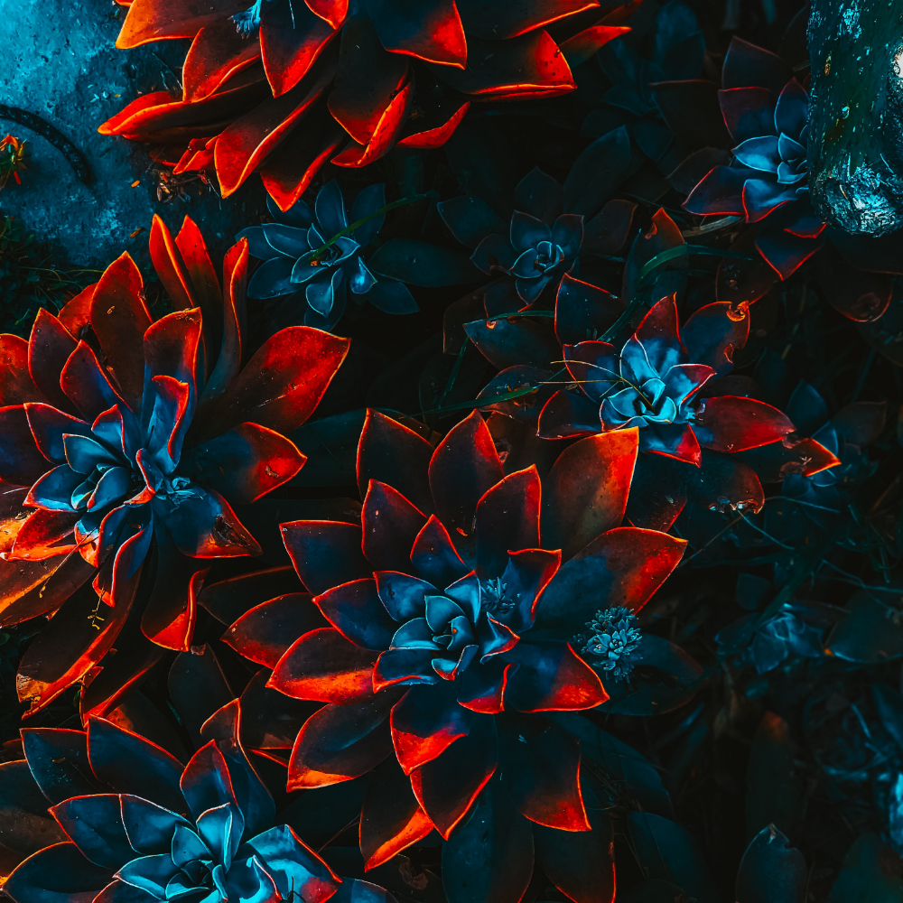 About Me freelance artist floral 4